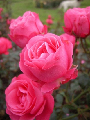 Bella Rosa