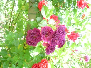 Blue Magenta (uitverkocht)