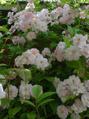 Paul's Himalayan Musk