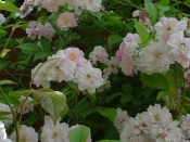 Paul's Himalayan Musk