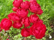 Morsdag Rood