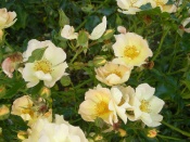 Lemon Meidiland
